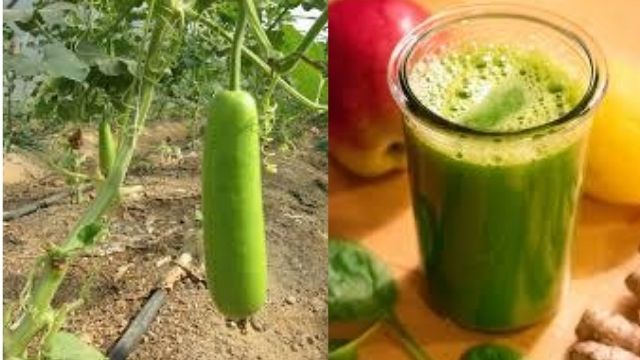 vegetable-juice-to-lose-weight-fast